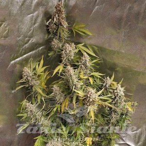 Amnesia Haze (Fast Version) - 3