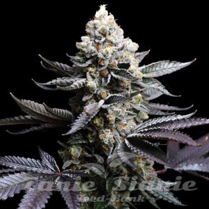 Animal Cookies - 1