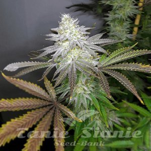 Apple Fritter Auto - 1