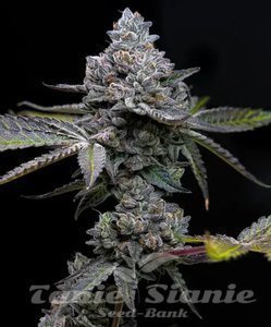 Apple Fritter - BARNEY'S FARM - 2