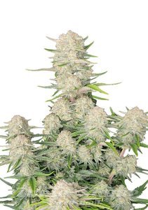 Apricot Auto - FASTBUDS - 1