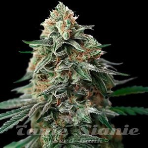 Amnesia Bubba F1 Auto - 1