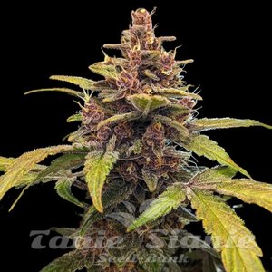 Ayahuasca Purple - 1