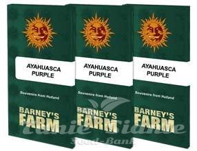 Ayahuasca Purple - BARNEY’S FARM - 8