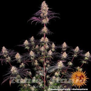 Ayahuasca Purple - BARNEY’S FARM - 4