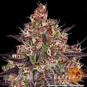 Ayahuasca Purple - BARNEY’S FARM - 5