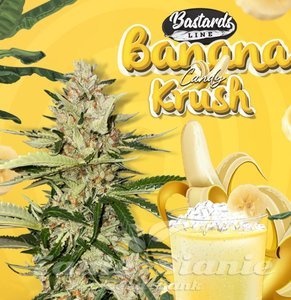 Banana Candy Krush - T.H. SEEDS - 1
