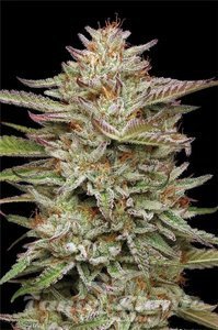 Banana OG Auto - HUMBOLDT SEED COMPANY - 2