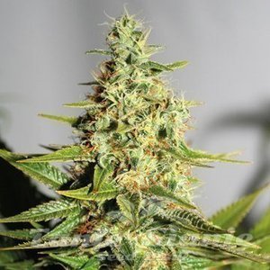 Acapulco Gold - BARNEY’S FARM - 2