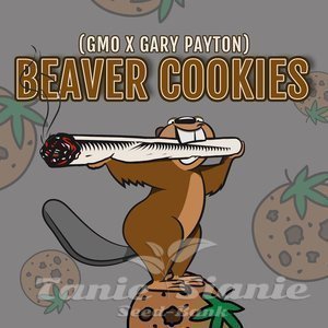 Beaver Cookies - ELEV8 SEEDS - 2