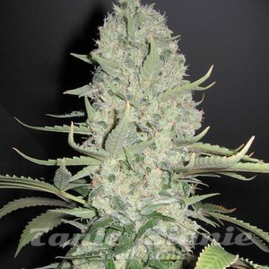 Big Bud - 1