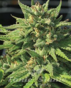 Bigfoot Glue - HUMBOLDT SEED COMPANY - 1