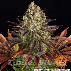 Biscotti - BARNEY'S FARM - 11