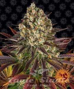 Biscotti - BARNEY'S FARM - 1