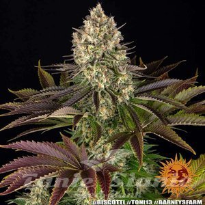 Biscotti - BARNEY'S FARM - 4