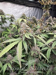 Biscotti Gelato - FASTBUDS - 2