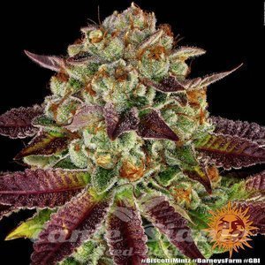 Biscotti Mintz - BARNEY'S FARM - 4