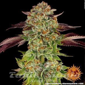 Biscotti Mintz - BARNEY'S FARM - 2