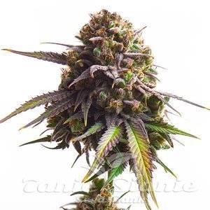 Biscotti - ROYAL QUEEN SEEDS - 2