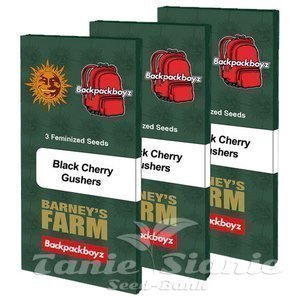 Black Cherry Gushers - BARNEY'S FARM - 3