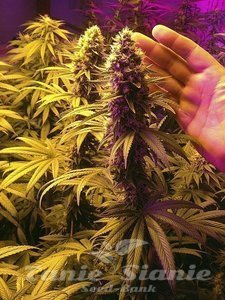 Black Water - THE CALI CONNECTION - 3