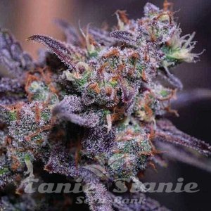 Blackberry Moonrocks Auto - 1