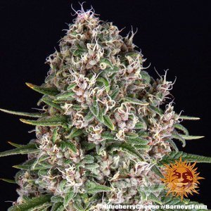 Blue Cheese - BARNEY’S FARM - 3