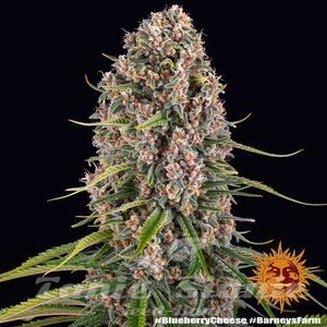 Blue Cheese - BARNEY’S FARM - 2