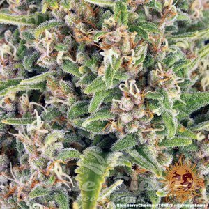 Blue Cheese - BARNEY’S FARM - 6