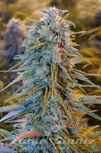 Blue Dream - 1