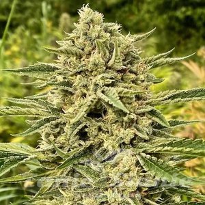 Atlas Seeds