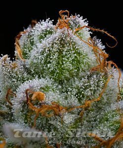 Blue Dream - BARNEY'S FARM - 2
