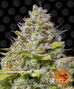 Blue Gelato 41 - BARNEY'S FARM - 1