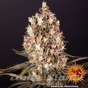 Blueberry OG - BARNEY'S FARM - 3