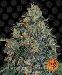 Blueberry OG - BARNEY'S FARM - 1