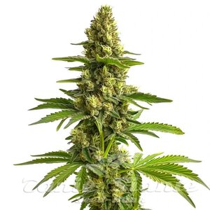 Blimburn Seeds