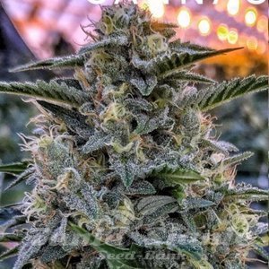 Bruce Banner Auto - 1