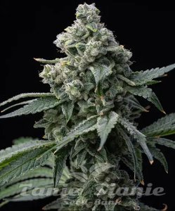 Bruce Banner - BARNEY'S FARM - 1