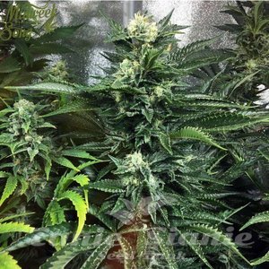 Bruce Banner (Fast Version) - 1