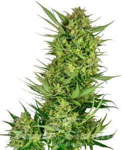 Buttercream Gelato - SENSI SEEDS - 1