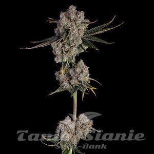Candy Games #38 - HAPPY VALLEY GENETICS - 1