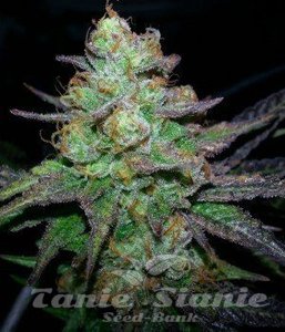 Candy Kush Express (Fast Version) - 1