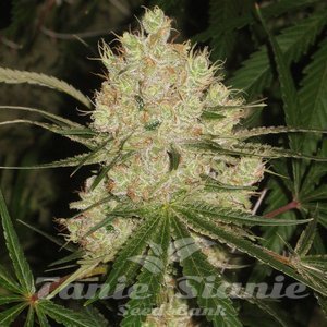 Cannalope Haze - 1