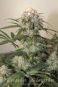 Caramel King Auto - 2