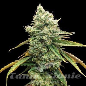 CBD Grapefruit (Odmiana Medyczna) - 1