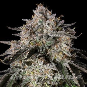 Cherry Essence - SILENT SEEDS - 1