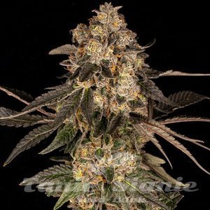 Cherry Fritter - COOKIES SEEDS - 1