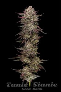 Chicken n' Wafflez - HUMBOLDT SEED COMPANY - 2