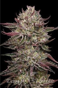 Chicken n' Wafflez - HUMBOLDT SEED COMPANY - 1