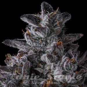 Chrome Dome - COMPOUND GENETICS - 2